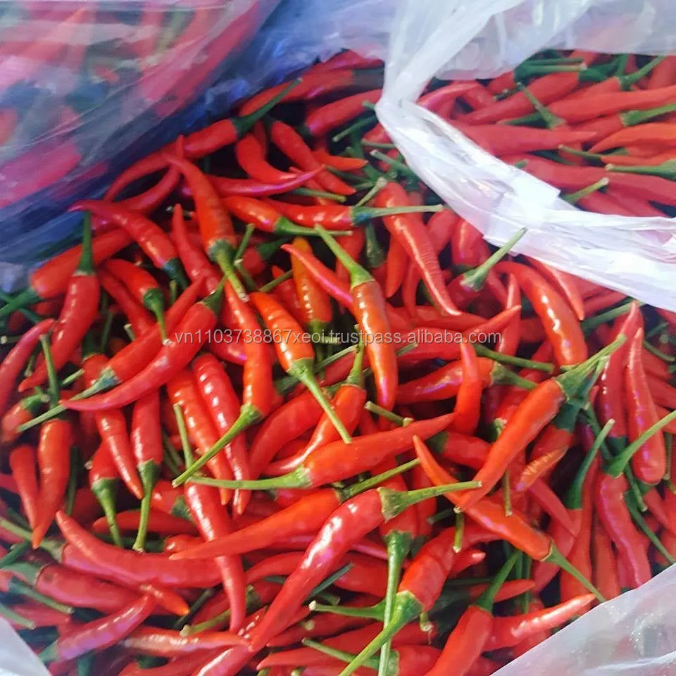 red chili / salt red chili (whatsapp 84 963 842 504)