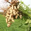 High Biological Value Red Skin Peanut For Hepatitis And Tuberculosis