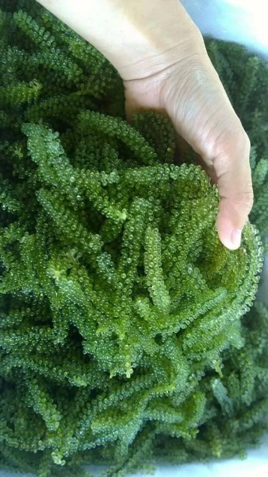 Fresh Sea Grape Seaweed Cheapest Price Buy Bulk Grapes,Frozen
