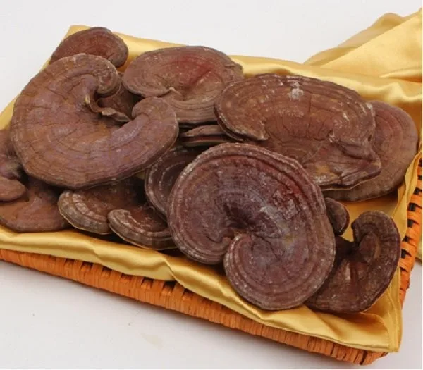 Vietnam Dried Reishi Mushroom,Ganoderma Lucidum,Lingzhi,Whole,Slice And Powder Ms. Esther