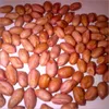 Hot Sale Peanut Factory Direct Sale Red Skin Peanuts