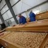 Californian Almond Nuts Price / Almond Kernel / Almond Wholesale Price for Sale