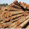 Wood Logs /Birch / Oak / Ash / Alder / Poplar / Pine / Spruce Firewood