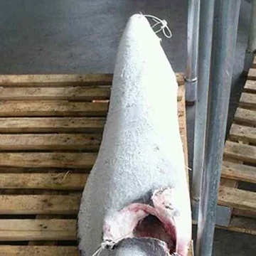 frozen marlin   sail fish   frozen blue marlin fish