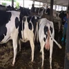 Pregnant Holstein Heifers High Quality Live Dairy Cows for sale cheap