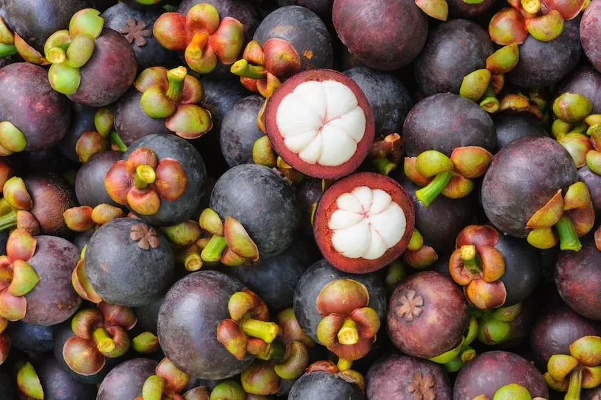 fresh mangosteen fruit sale with high quality and best price