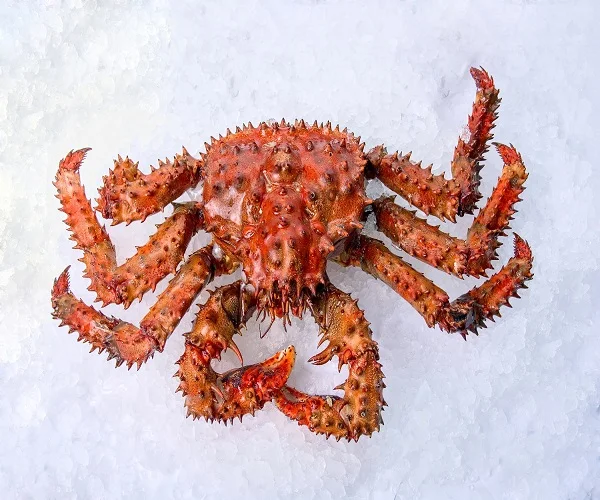 king red crab