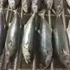 SUPPLY/EXPORT FROZEN MACKEREL FISH