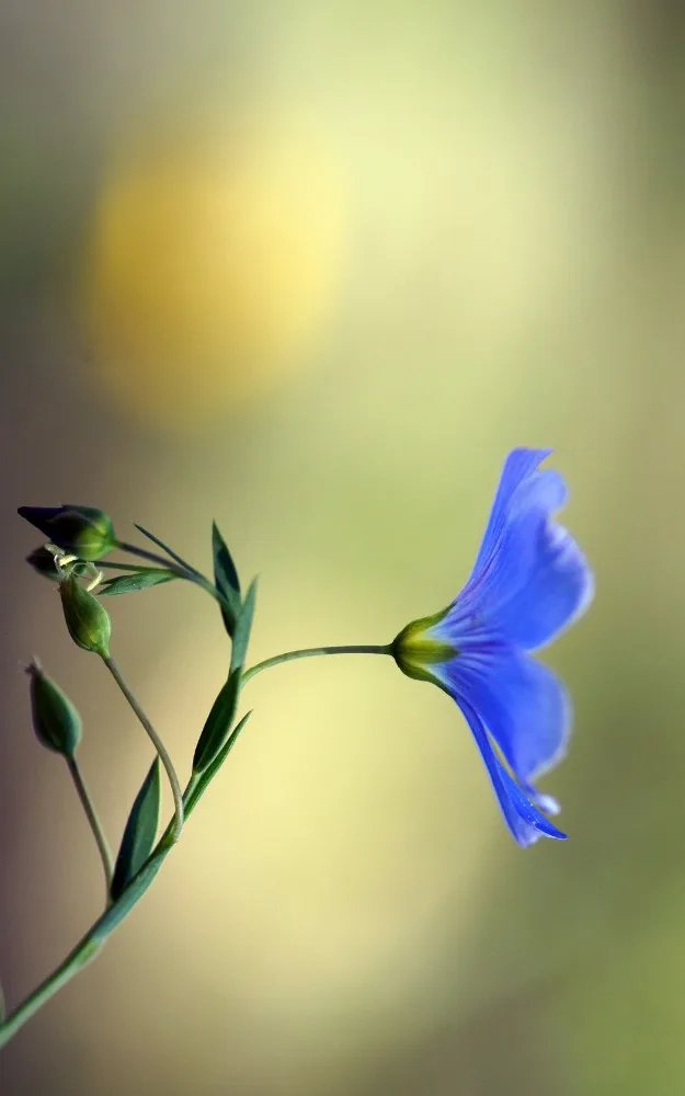 disposable oem wholesale women flax bio tampons