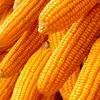 /product-detail/yellow-corn-maize-for-animal-feed-from-south-africa-50035560940.html