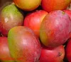 High Quality Fresh Mango , Fresh Yellow Mango , Fresh Mango Fruit with reasonable price !!