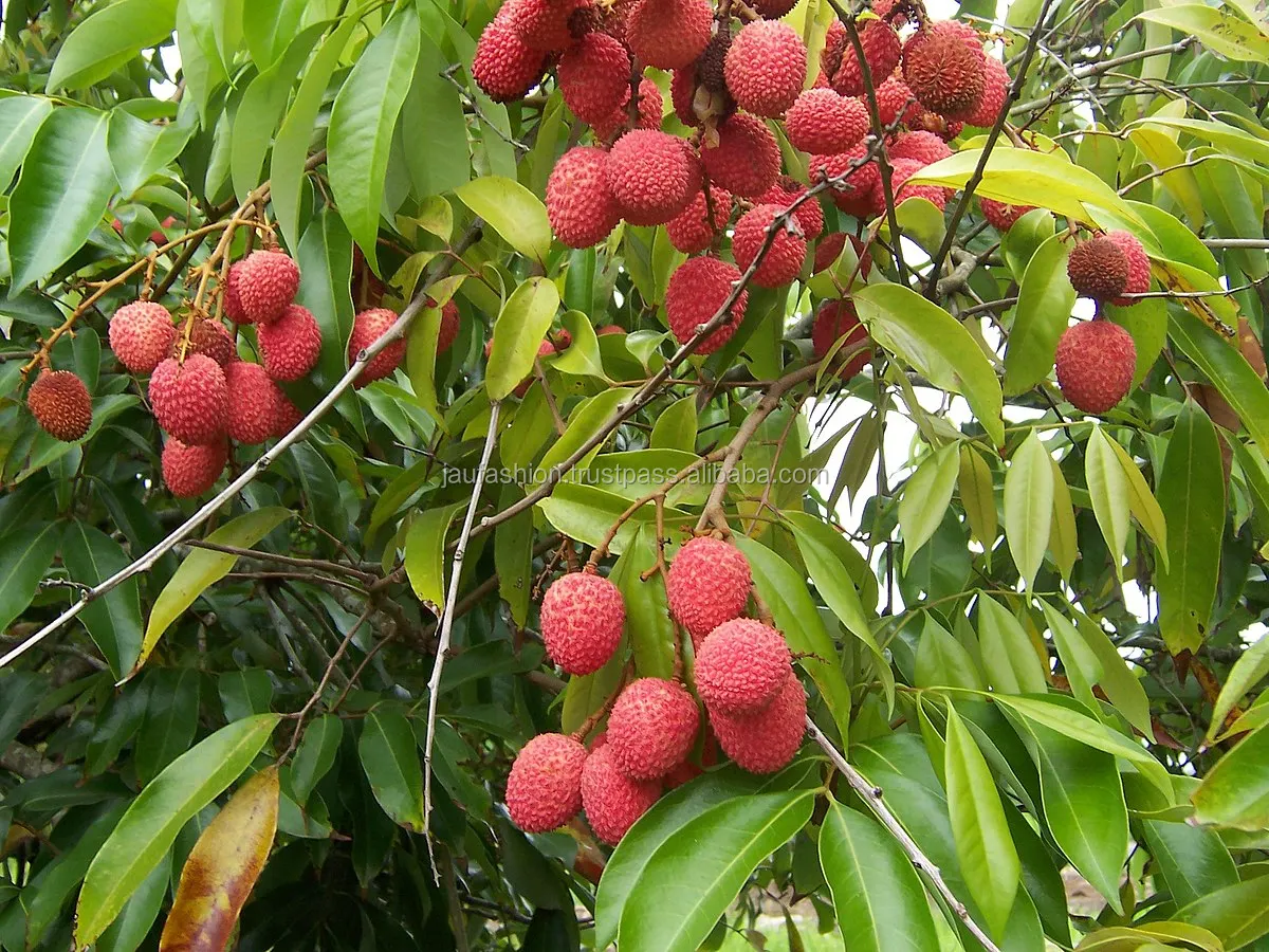 Fresh Lychee In India / Fresh Lychee Fruit / Fresh Lychees Fruit - Buy ...