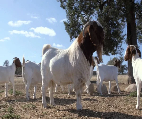 Saanen Goats Boer Goats カシミアヤギ販売用 Buy Alive Boer Goats For Sale Alive Boer Goat Alive Boer Goat Product On Alibaba Com