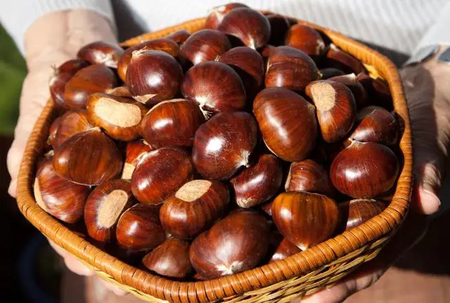 Chestnuts 3.jpg