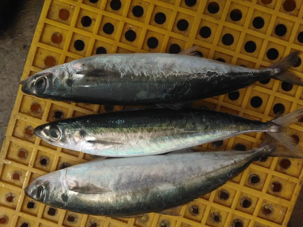 best quality frozen round scad fish for sale
