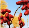 100% Natural Dried Date for Feed