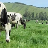 /product-detail/heifers-livestock-holstein-cattle-for-sale-62006374459.html