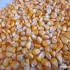 Yellow Maize / Yellow Corn For Animal Feed