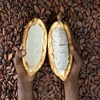 Dried Criollo Cocoa Beans