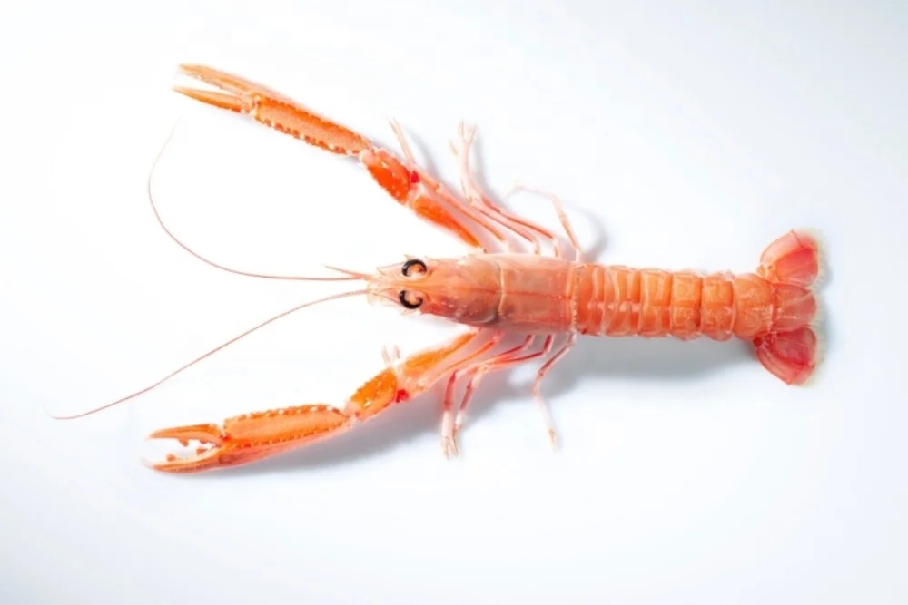 Langoustine,Norwegian Lobster (nephrops Norvegicus) Buy Live