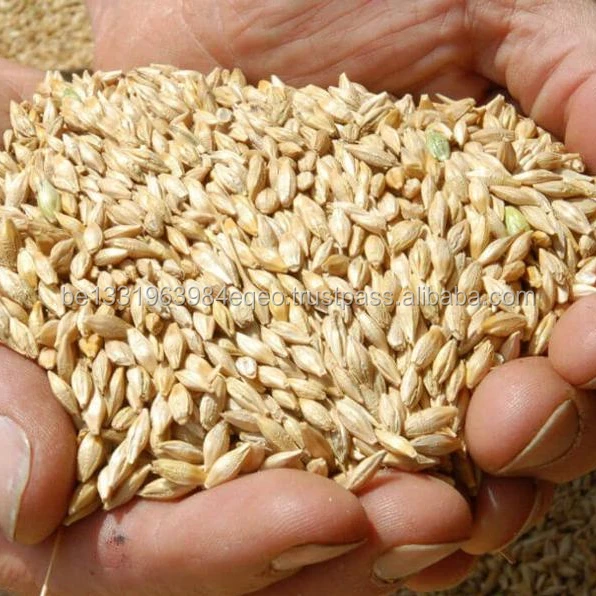 Wheat 6.jpg