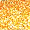 Yellow Maize & Yellow Corn for sale worldwide