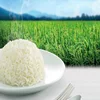 Drying Process vietnam jasmine rice -Viber/Whatsapp no.: +84905209103