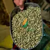 ROBUSTA COFFEE BEAN DRY WASHED BEST PRICE OF VIETNAM ORIGIN