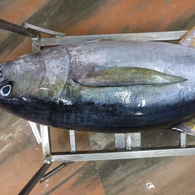 tuna yellowfin
