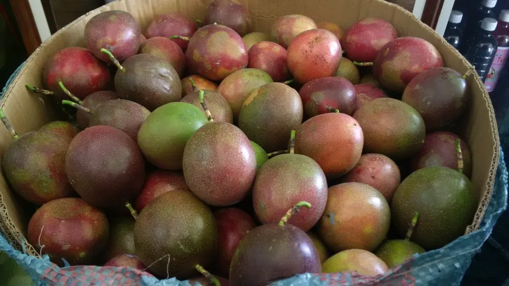 New Crop Fresh Passion Fruits For Sale Whatsapp +84938880463 Buy