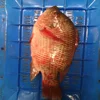 Tilapia Fish Best Fresh Frozen Seafood New Price