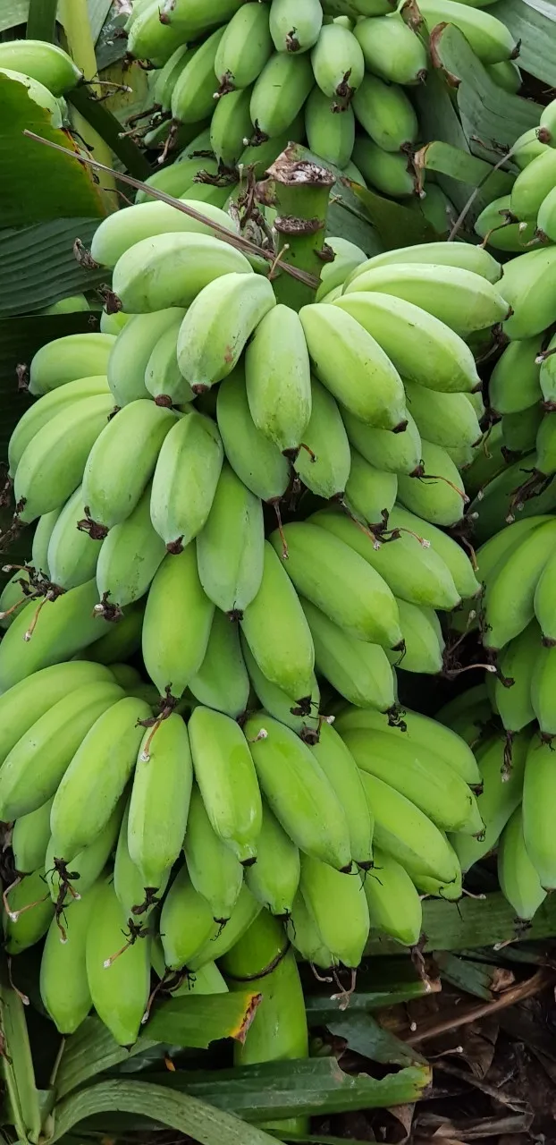buy cavendish banana,banana,green banana product on alibaba