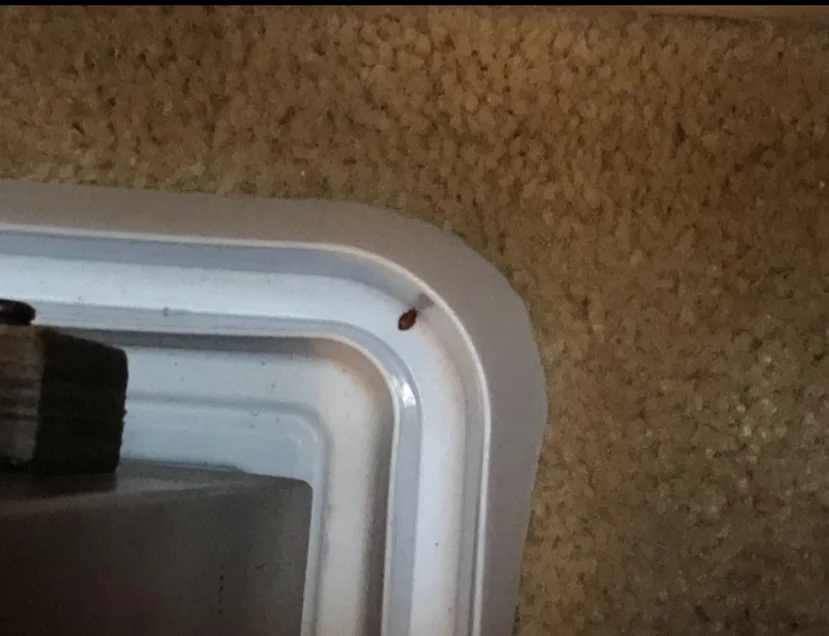 Ecofriendly Bed Bug Traps Interceptors & Prevention Against Bed Bugs