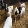 /product-detail/cheap-price-live-boer-goats-livestock-for-sale-50042692551.html