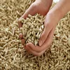 wood pellet - hot sales all over the world