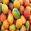 Organic Mango Fruit For Export Grade