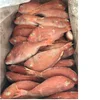 2018 Fresh Red Snapper Fish/Red Snapper/Seafood! From Denmark