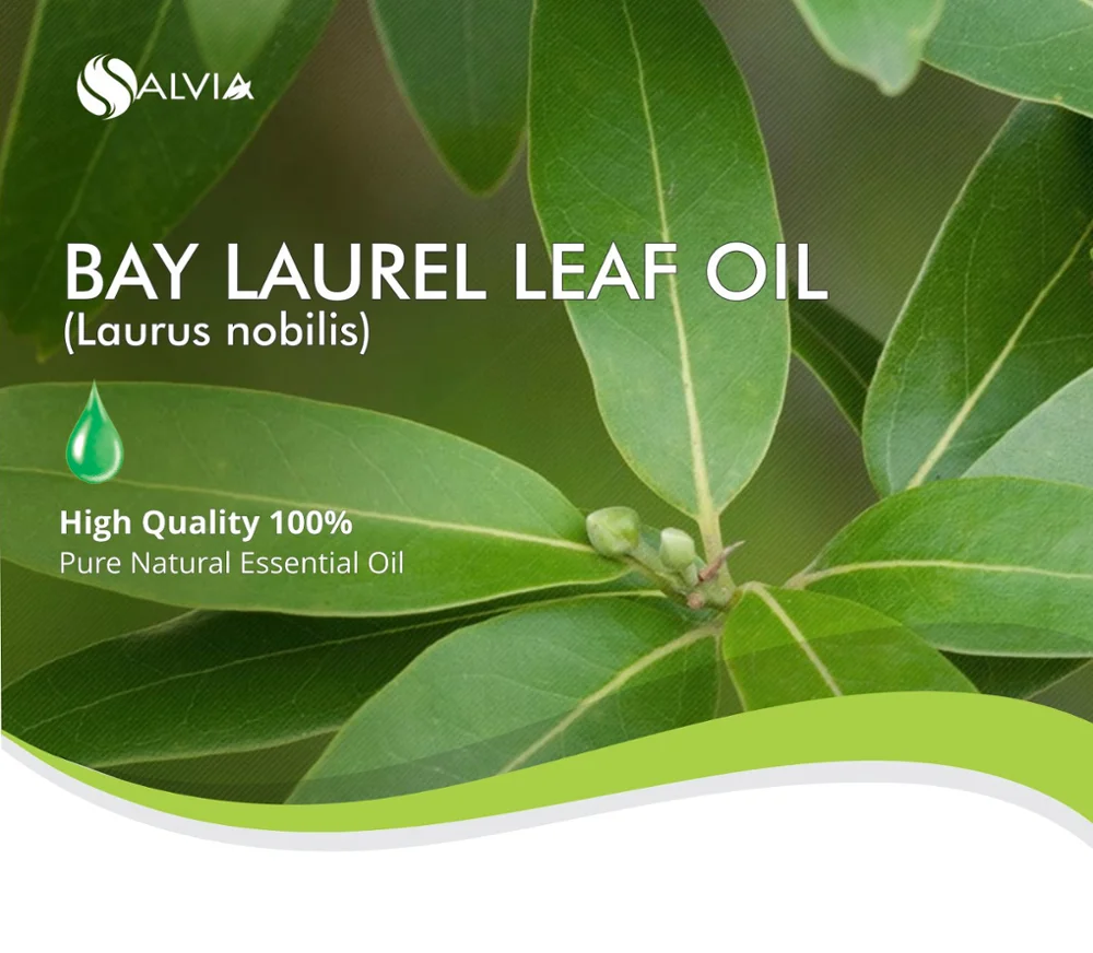 100 % pure and natural bay laurel leaf oil (laurus nobilis)