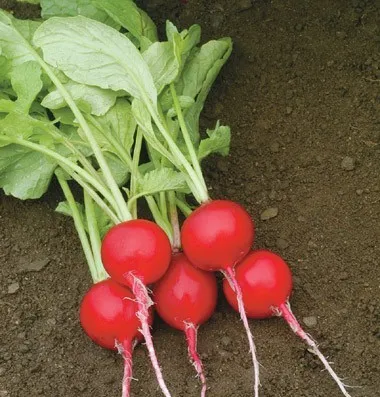 red turnip/ viet nam radish red/ fresh radish red/ whatsapp