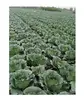 HOT PRICE GREEN CABBAGE WITH HIGH QUALITY / WHATSAPP +707330069