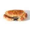 Live Scottish Brown crab / Cancer pagurus