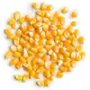 Yellow Sweet Corn Seeds in Bulk