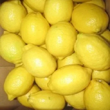 
Fresh Yellow Lemon For Exportation 