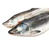 Ice Cold Frozen Salmon Fish, Atlantic Frozen
