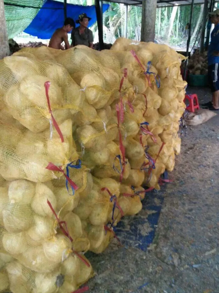 VIETNAM FRESH MATURE COCONUT SEMI HUSKED COCONUT (WS: 0084987731263)
