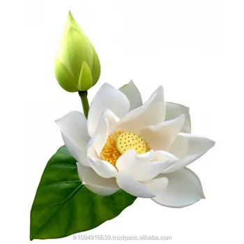 Murni Segar Aromatik Alami Putih Lotus Bunga Ekstrak Buy White
