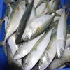 /product-detail/frozen-queen-fish-whole-round-for-sale-50039673020.html