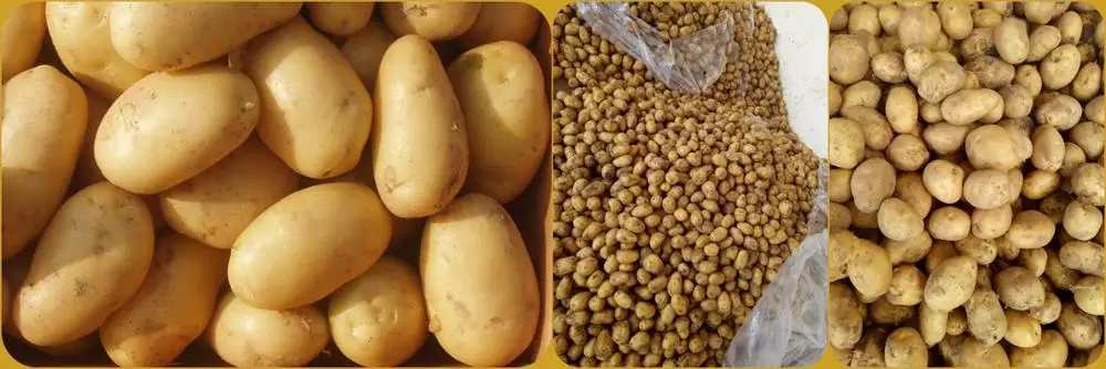 Golden Longyuan frozen sweet potato with HACCP/BRC/FDA/KOSHER manufacturer
