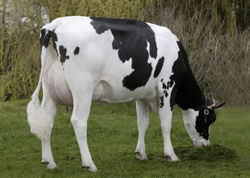 Live Dairy Cows And Pregnant Holstein Heifers Cow Ready Buy Live
