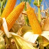 New Arrival Fresh Yellow Corn Supplier/Manufacturer/Distributor available